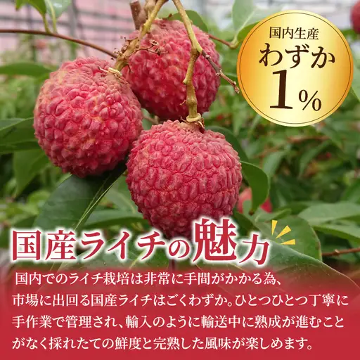 先行予約 数量限定 希少 綾生ライチ お裾分け セット 1.6kg 果物 フルーツ くだもの 国産ライチ 2027年 トロピカルフルーツ 南国フルーツ 冷蔵 ジューシー 高級 デザート ギフト 贈り物 プレゼント ご褒美 おすすめ 宮崎県 送料無料 【JA綾町】_A0114-267
