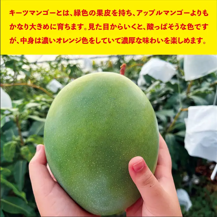 《2026年発送》宮古島すがわら農園 【訳あり】 キーツマンゴー 3玉（FR013）