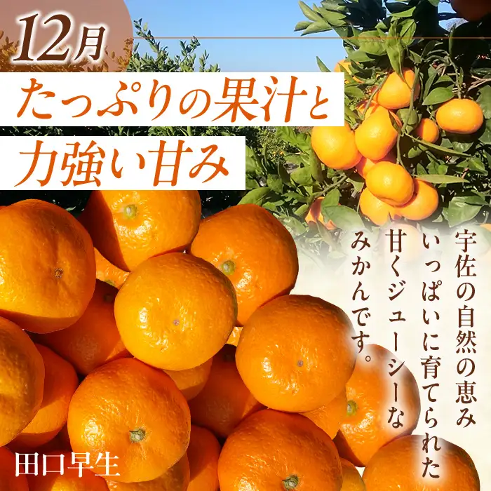 ＜定期便・全3回(10.12.2月発送)＞フルーツ定期便 (シャインマスカット・田口早生・ベリーツ) ぶどう 葡萄 フルーツ いちご みかん 果物 定期便＜先行予約受付中！26年10月から順次発送予定＞＜北海道、沖縄、離島配送不可＞【206200100】【大分県宇佐市】