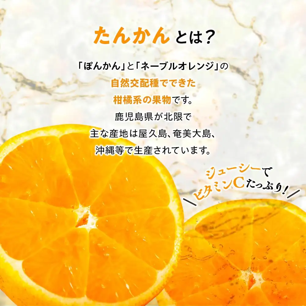 2027年発送 屋久島産たんかん 家庭用 訳あり 約3kg(S～2Lサイズ・少々キズあり)＜先行予約／数量限定＞