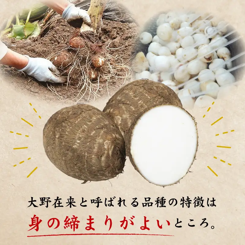 【先行予約】【訳あり】越前大野産 「純ちゃん農園の里芋2kg」サイズS～LL寸【2026年10月中旬から順次発送】 [A-074014]