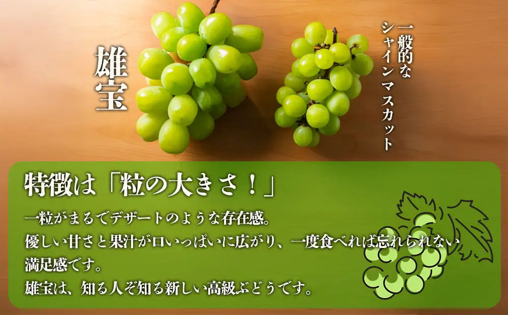 【10月上旬以降順次発送】雄宝 1房 約700g～約800g 希少品種 白ぶどう ぶどう 葡萄 希少 果物 高糖度 くだもの フルーツ 秋 秋の味覚 新鮮 期間限定 皮ごと 大粒 ブドウ お取り寄せ 産地直送 甘い ジューシー 美味しい みずみずしい 瑞々しい サクサク 贈り物 ギフト 贈答品 熊本県 阿蘇市 [A2108]
