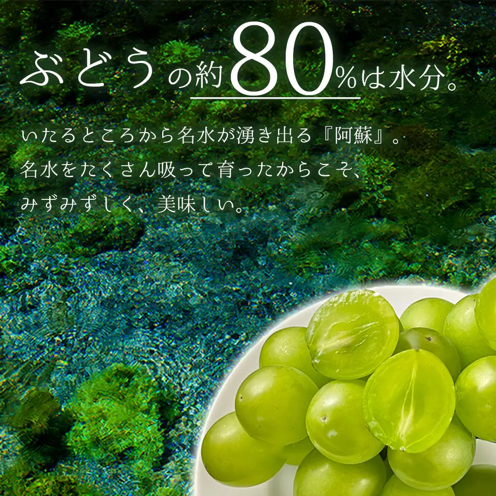 希少品種 マスカサーティーン 1房 約600g～約700g ぶどう 後藤ぶどう園 希少 新鮮 期間限定 皮ごとブドウ お取り寄せ おやつ 美味しい ジューシー みずみずしい 甘い サクサク 高級 豪華 熊本県 阿蘇市