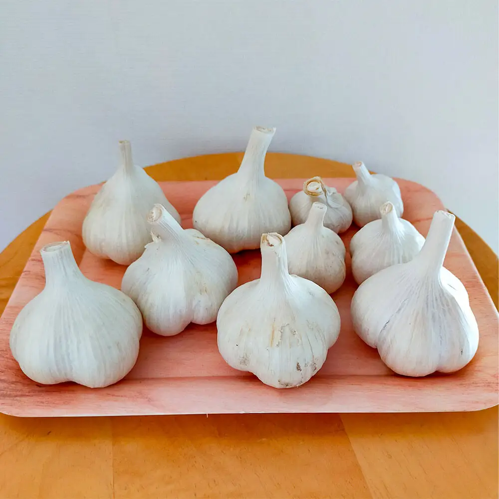 乾燥にんにく 約500g（15玉前後） 青森県十和田市産
