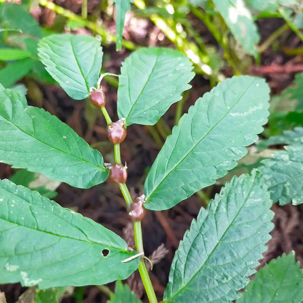 【9月中旬発送・先行受付】山菜 ミズの実 約250g 青森県十和田市産