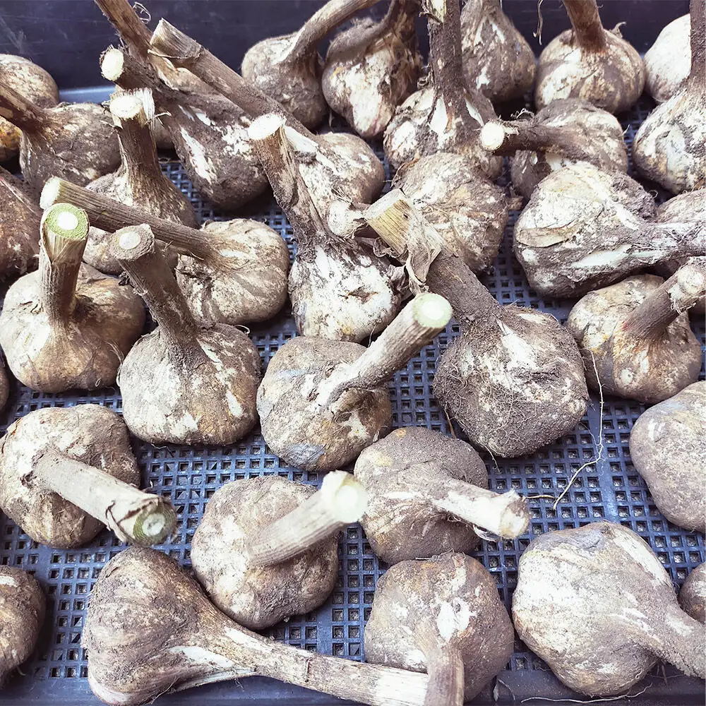乾燥にんにく土付き 約500g（約15玉） 青森県十和田市産