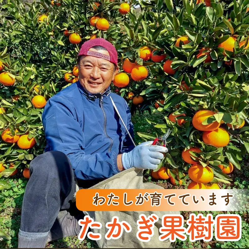 【愛媛県産】 甘平 約5kg 訳あり 甘平 みかん 【TKG0013】