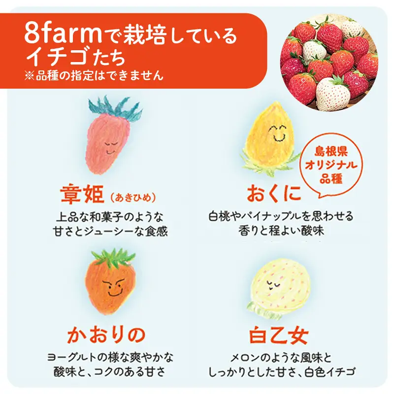 【先行予約】イチゴ2品種 4パックセット【 約290g×4パック 約1160g 食べ比べ いちご 苺 ストロベリー 冷蔵 安来市産】【16-FA-05】