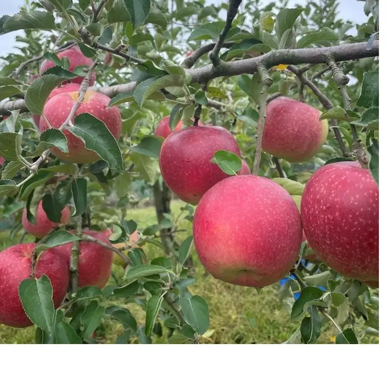 Knolls and farm クチナイのりんご 3kg 品種おまかせ 【令和8年9月中旬以降発送予定】 岩手県 北上市 D0567