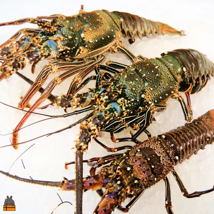 《年末お届けお約束》新鮮なまますぐ冷凍!!徳之島産冷凍伊勢海老2kg（3尾～5尾） （ 伊勢えび イセエビ 伊勢えび 伊勢エビ えび エビ 海老 海産物 サンユウ ）