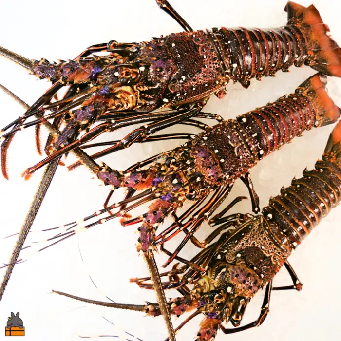 《年末お届けお約束》新鮮なまますぐ冷凍!!徳之島産冷凍伊勢海老1kg（2尾～4尾） （ 伊勢えび イセエビ 伊勢えび 伊勢エビ えび エビ 海老 サンユウ ）