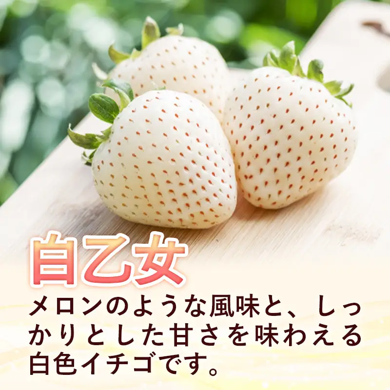 【先行予約】イチゴ「紅白詰合せ」２パック【 約290g×2パック 白乙女 紅ほっぺ 食べ比べ いちご 苺 ストロベリー 冷蔵 安来市産】【10-FA-14】