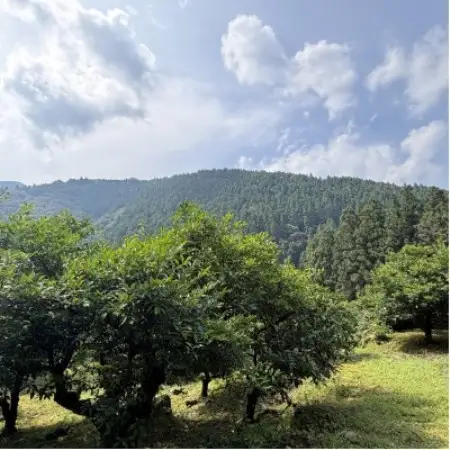 北川村のゆずこしょうキッド【配送不可地域：離島・北海道・沖縄県】【1773037】