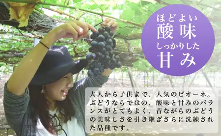 訳あり ピオーネ 約 2kg ご家庭用 ぶどう 【2026年9月中旬頃～順次発送】 農家直送 山形県 朝日町産 山形産 家庭用 自宅用 不揃い 規格外 ブドウ 葡萄 グレープ 果物 フルーツ 秋 送料無料
