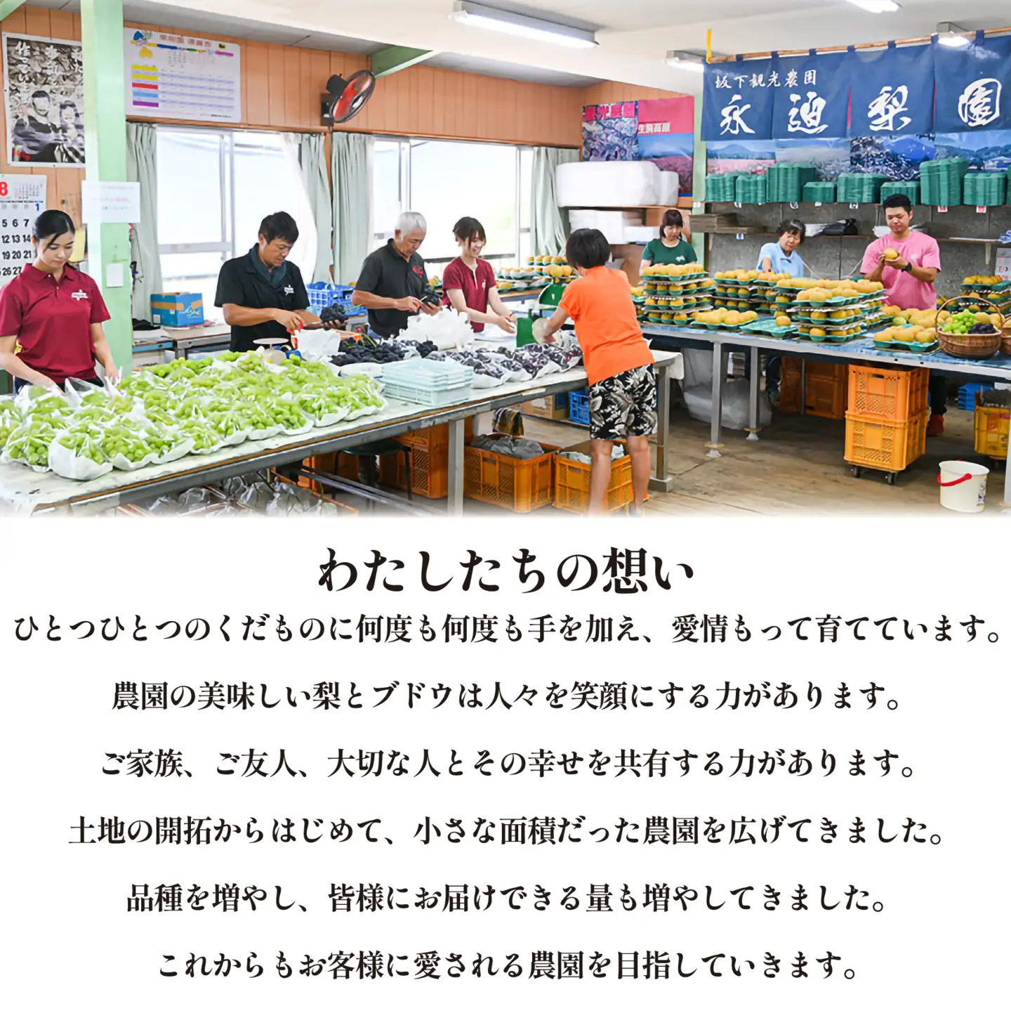 ぶどう 旬の梨とシャインマスカット 食べ比べセット 約2.5kg