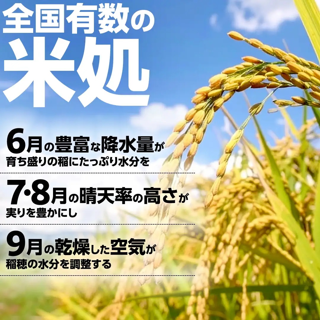 ★ 新米 先行予約 ★ 令和8年産 コシヒカリ 玄米 30kg  茨城県つくばみらい市産 米 こしひかり お米
