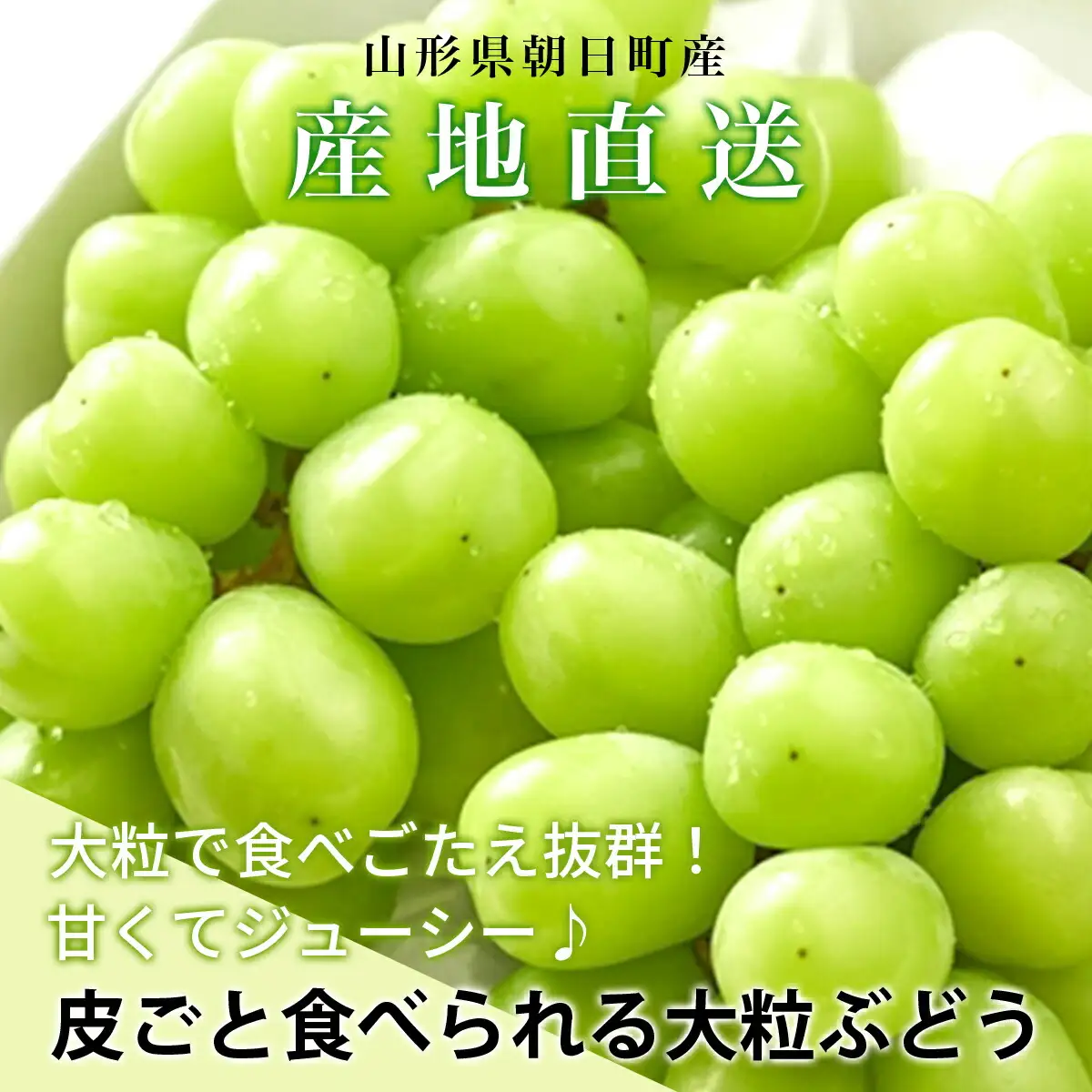訳あり ぶどう シャインマスカット ピオーネ セット 詰め合わせ 食べ比べ 約 1kg 山形県 農家直送 2026 年発送 種なし 種無し ブドウ 葡萄 グレープ 果物 フルーツ 詰合せ 産地直送 家庭用 ご家庭用 自宅用 不揃い 規格外 秋 朝日町産 山形産 期間限定 送料無料