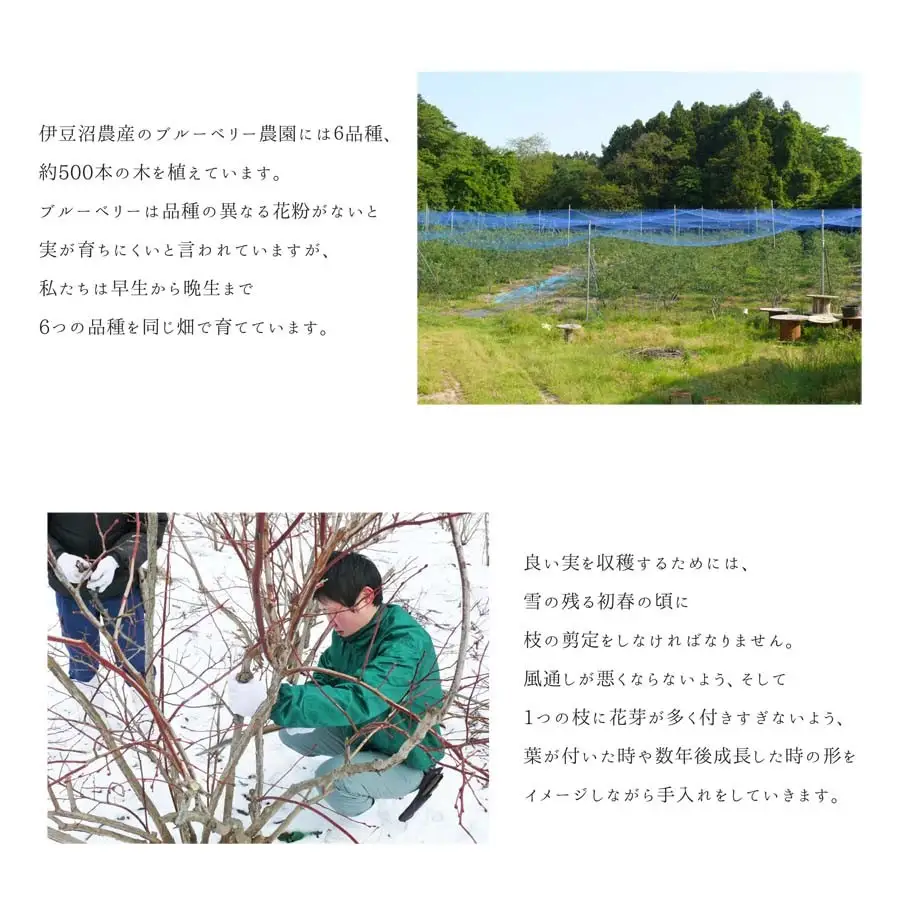 ≪ 訳あり≫ 無選別 冷凍ブルーベリー 1kg ブルーベリー 果物 フルーツ 朝食 ヨーグルト スムージー 健康 訳アリ 【有限会社伊豆沼農産】tm784