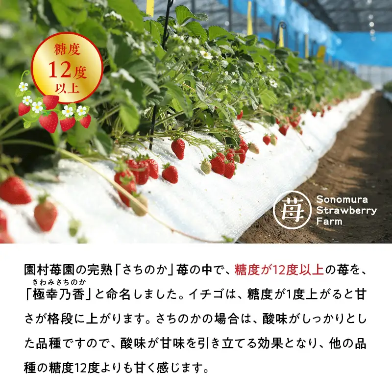 【先行受付】【1月発送】園村苺園★糖度12度以上保証★極幸乃香（きわみさちのか）500ｇ_U74-0046_01