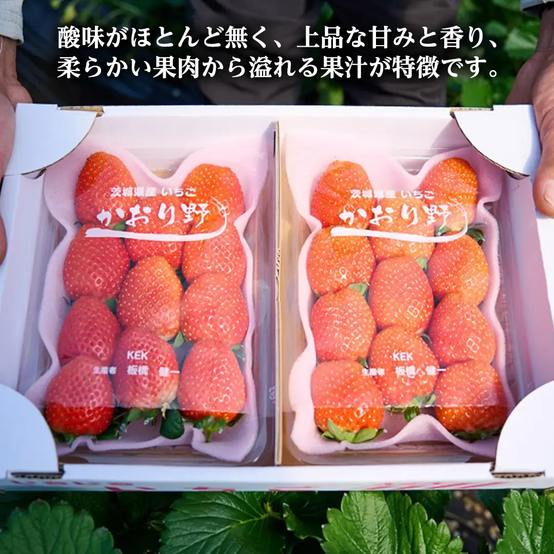 【12/25 到着】 クリスマス に届く 完熟 いちご  約260g×2パック 数量限定 完熟いちご やよいひめ かおり野 とちおとめ 国産 いちご イチゴ 苺 旬のいちご 贈り物 果物 フルーツ 茨城県産 KEK 年内 年末 [BC072sa]