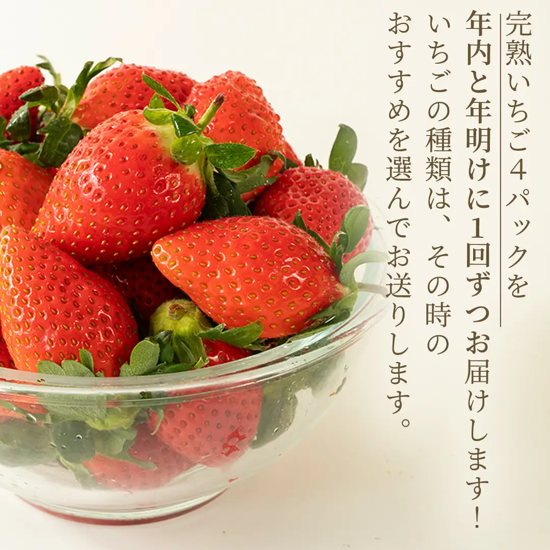 【12月&1月】 全2回 定期便 採れたて完熟いちご 260g×4パック×2回 2ヶ月 かおり野 とちおとめ やよいひめ 国産 イチゴ 苺 年内 年末 年始 [BC093sa]