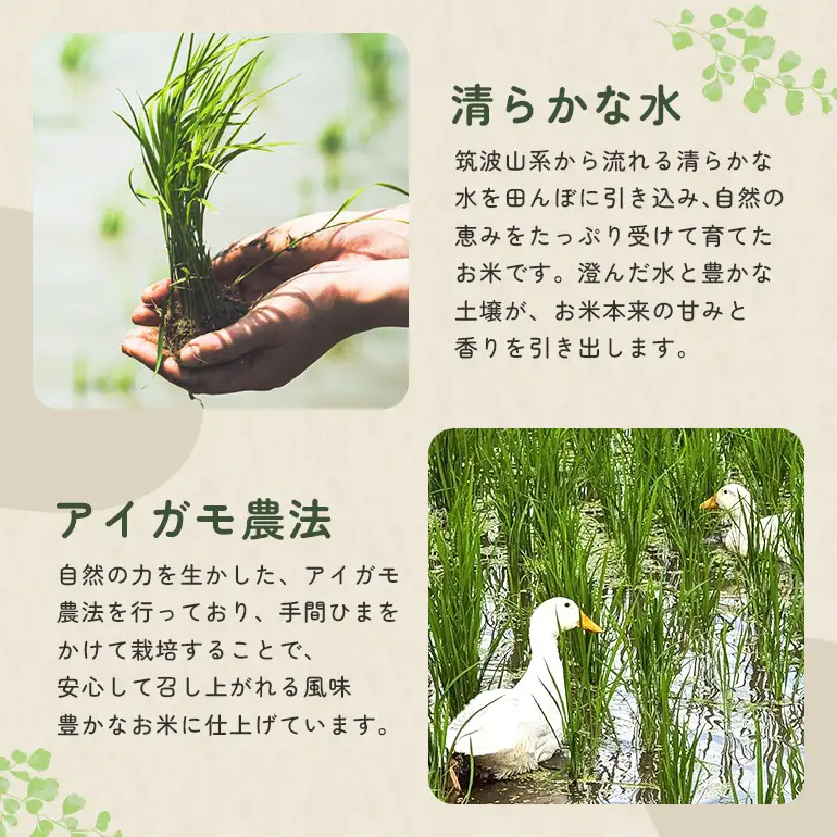 有機もち米（マンゲツモチ）精米　3kg お米 米 白米 もち米 ご飯 ごはん 国産米 産地直送 茨城県 石岡市 B03-014
