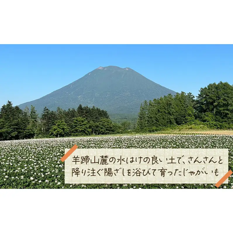 北海道 倶知安 じゃがいも とうや 10kg リストファーム サイズ 混合 馬鈴薯 芋 ポテト イモ 産地直送 野菜