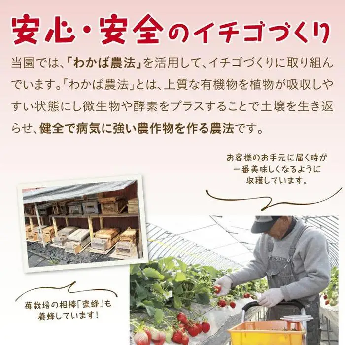 味くらべDX 1kg 鳥取いちご【とみハウス】