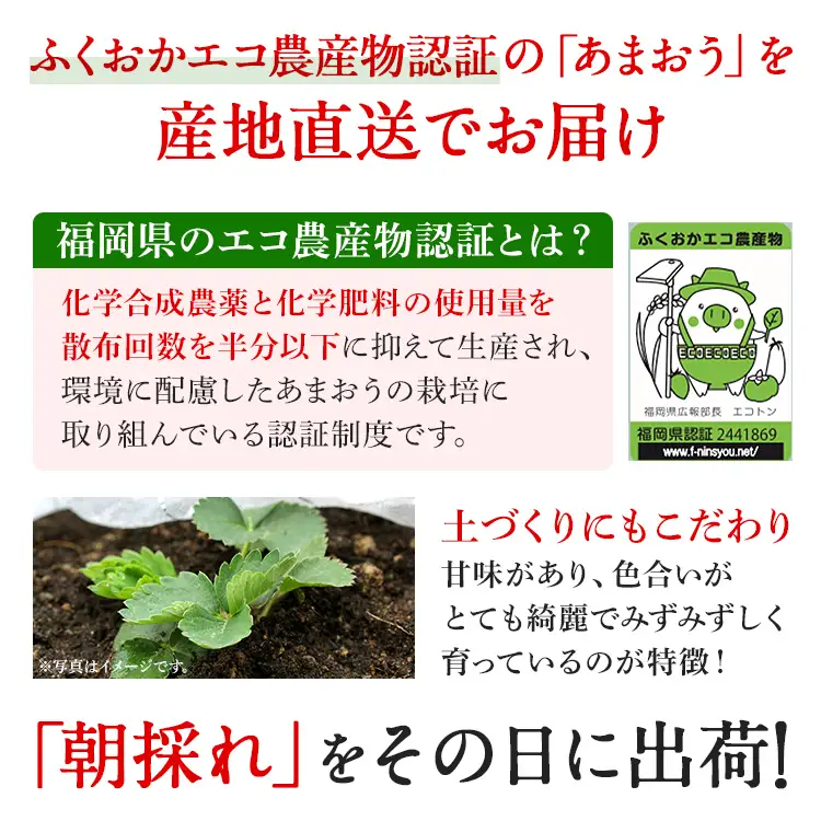いちご   産地直送　福岡県産あまおういちご　エコ農産品 (約250g×2パック)  【12月頃限定発送予定】 ※北海道・沖縄・離島は配送不可  いちご