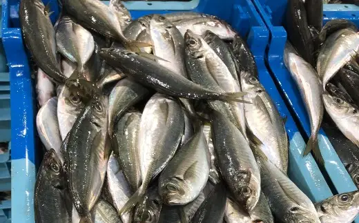 長崎干物あじ開き 約1.5kg （ 約20枚前後 ） 干物 あじ アジ 鯵 魚 魚介 魚介類 魚類 海鮮 おかず 晩酌 おつまみ 国産 長崎県産 冷凍