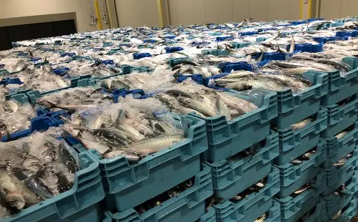 長崎産さばみりん干し 約1.4kg （ 約18枚前後 ） 干物 さば サバ 鯖 魚 魚介 魚介類 魚類 海鮮 おかず 晩酌 おつまみ 国産 長崎県産 冷凍