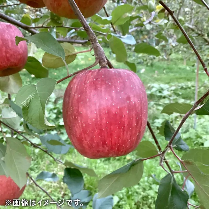 農家直送 令和8年度産 中山町産 わけあり「サンふじ」約5kg りんご リンゴ 林檎 デザート フルーツ 果物 くだもの 果実 食品 中山町 山形県 F4A-1044