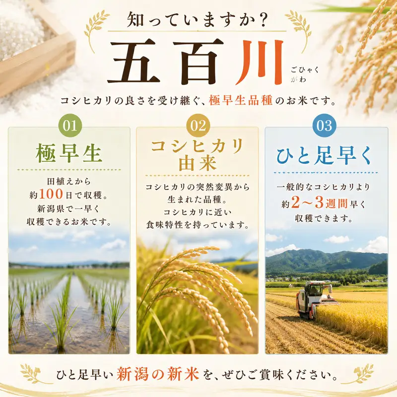 令和8年産新米新潟産五百川10kg（5kg×2本）