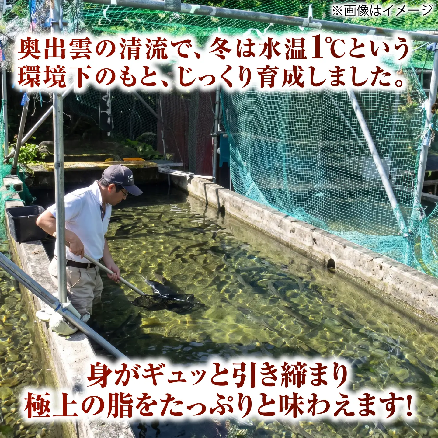 奥出雲サーモン 冷薫スモーク 100g×3パック サーモン [AIEW005]