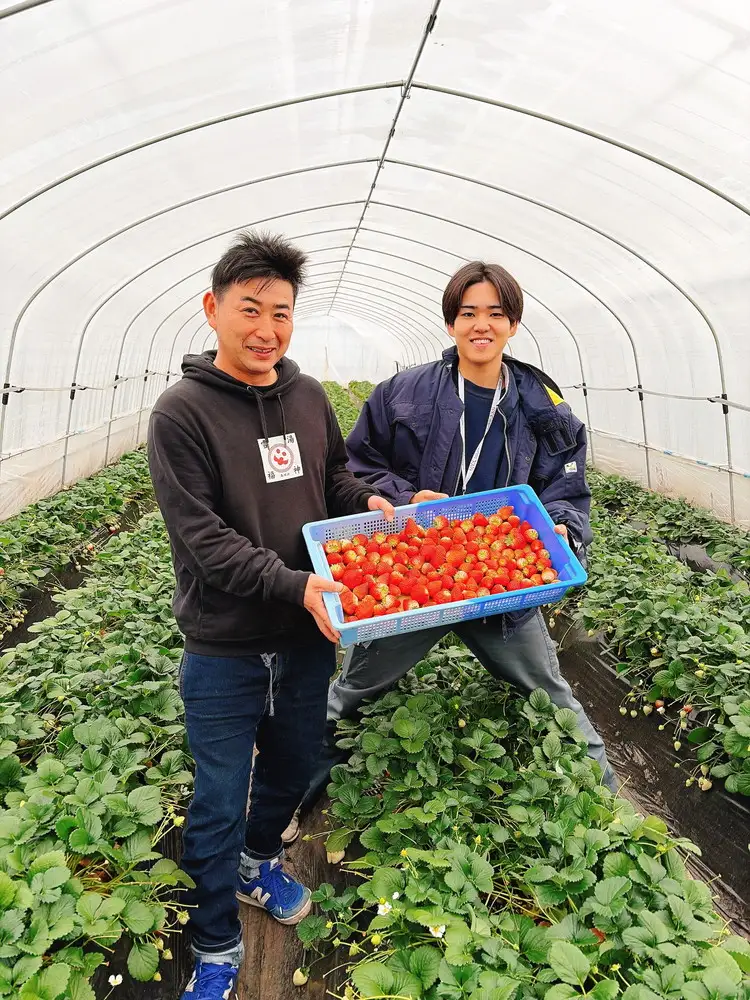 栃木県産とちあいか　1kg　イチゴ 苺 栃木県 果物 くだもの フルーツ スイーツ ギフト｜栃木県共通返礼品 栃木県産 ※2027年1月～発送