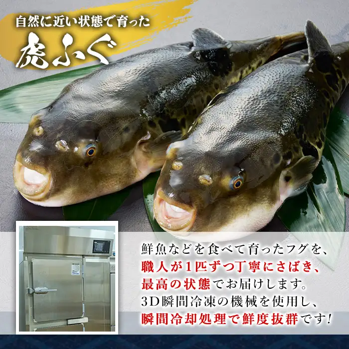 訳あり とらふぐ アラ パック (約1.6kg・800g×2P) ふぐ フグ トラフグ とらふぐ あら アラ 鍋 唐揚げ【GP015】【高瀬水産】