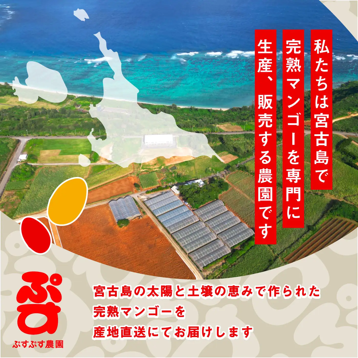 【先行予約】【ぷすぷす農園】＜2027年発送＞宮古島産完熟マンゴー(家庭用／2キロ／農園直送)（KY013）