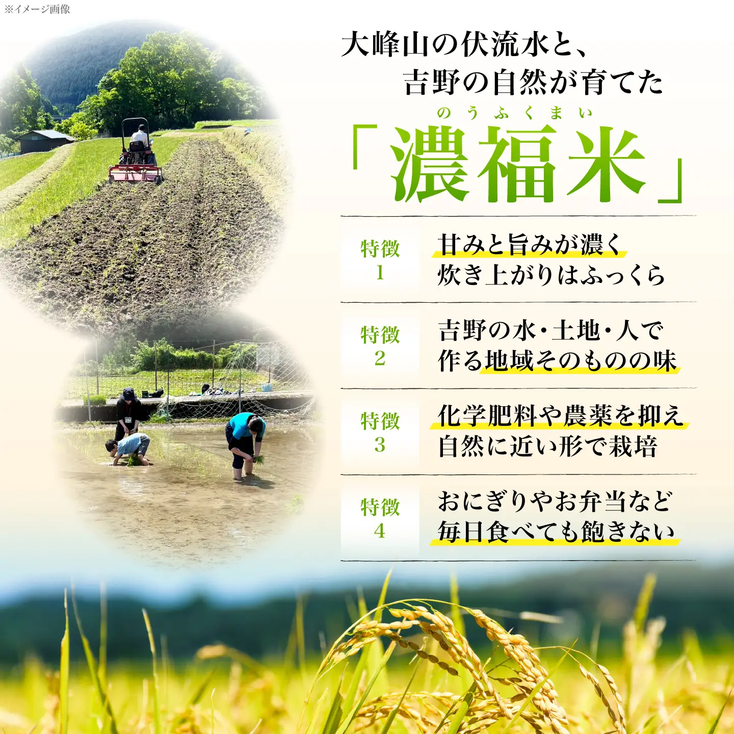 【先行予約】新米 新米 5kg 令和8年度産 [BRDQ004]