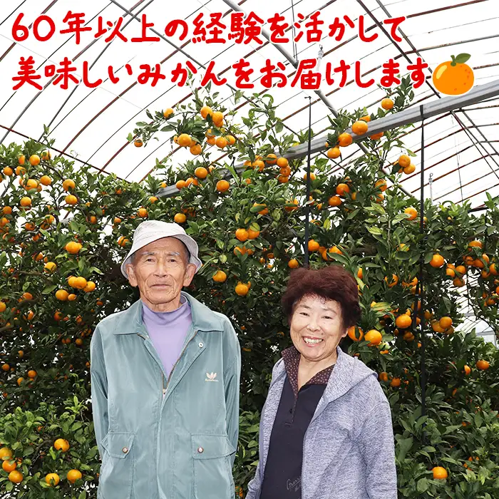 【訳あり】温州みかん 極早生 5kg＋傷み補償分200g 家庭用 (大分早生)【土山農園】 先行予約 柑橘類 フルーツ 9月 ＜050-008＞
