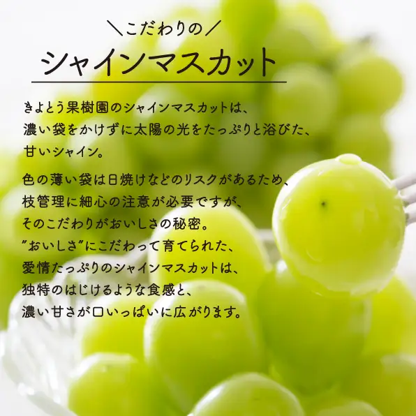 【数量限定】シャインマスカット 大サイズ 2房入/計1.3kg～(岡山県産) 贈答にもおすすめ! FN-B003