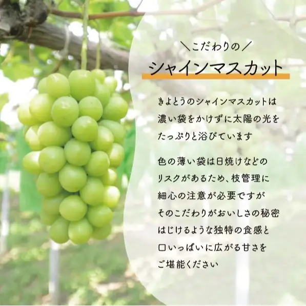 シャインマスカット 上級品 大3-5房/計2.4kg～(岡山県産) 食べ応え満点のシャインをお届け! FN-B005