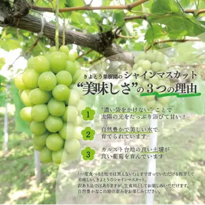 【訳あり】シャインマスカット ご家庭用/約2.2kg (岡山県産) 食べ応え満足便! FN-B006