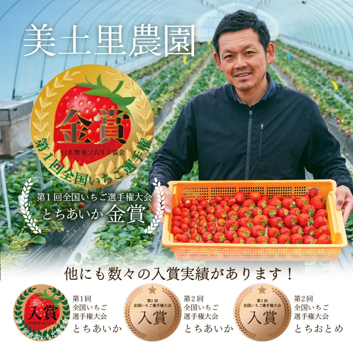 いちご【1月以降発送】朝採れとちあいか レギュラー 約270g×2パック 合計 約540g | いちご 栃木県 茂木町