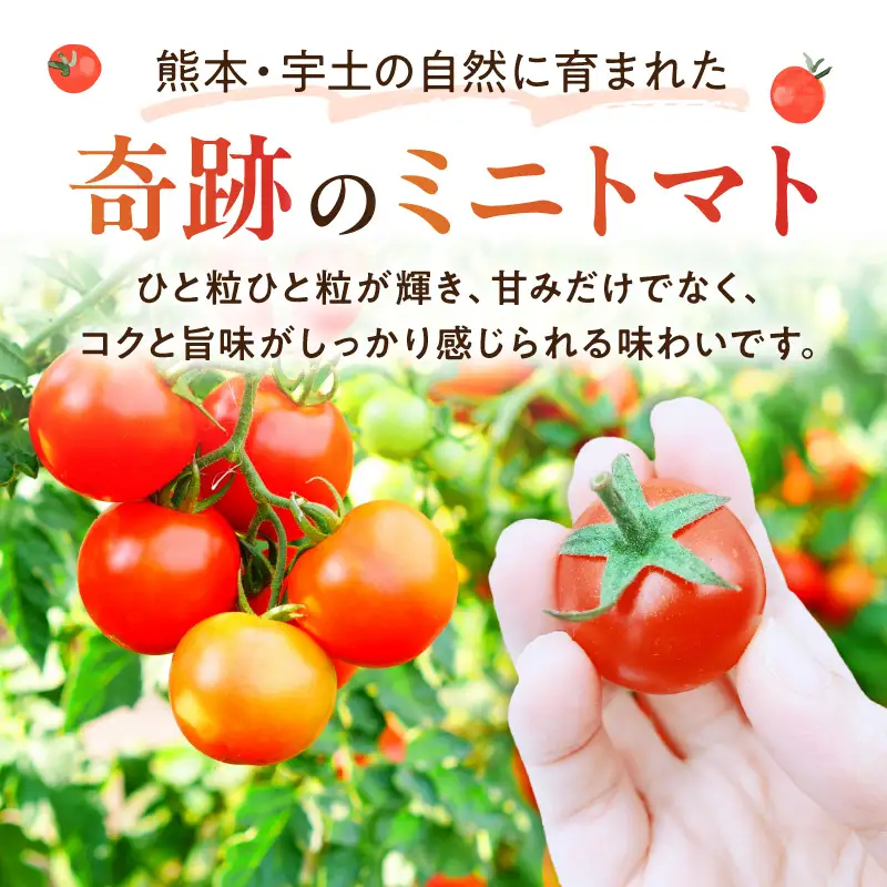 渕上農園　【常温】ミニトマト3kg_U150-0002