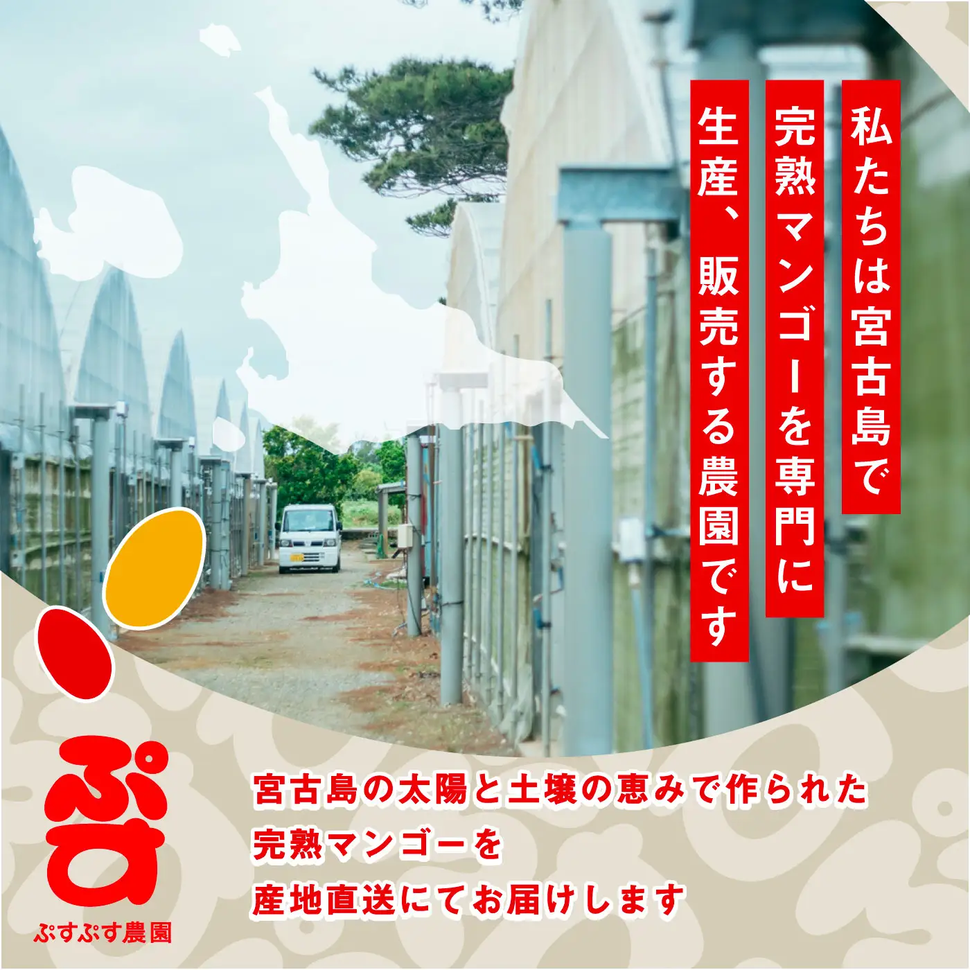 【先行予約】【ぷすぷす農園】＜2027年発送＞宮古島産完熟マンゴープレミアム（贈答用／1キロ／農園直送）（KY014）