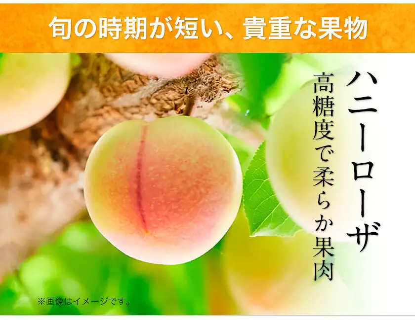 抜群の糖度と爽やかな酸味♪ハニーローザアイスクリーム＆ハニーローザシャーベット 120ml 6個 熊本県玉名郡玉東町 すもも ハニーローザ アイス ぷらっとぎょくとう