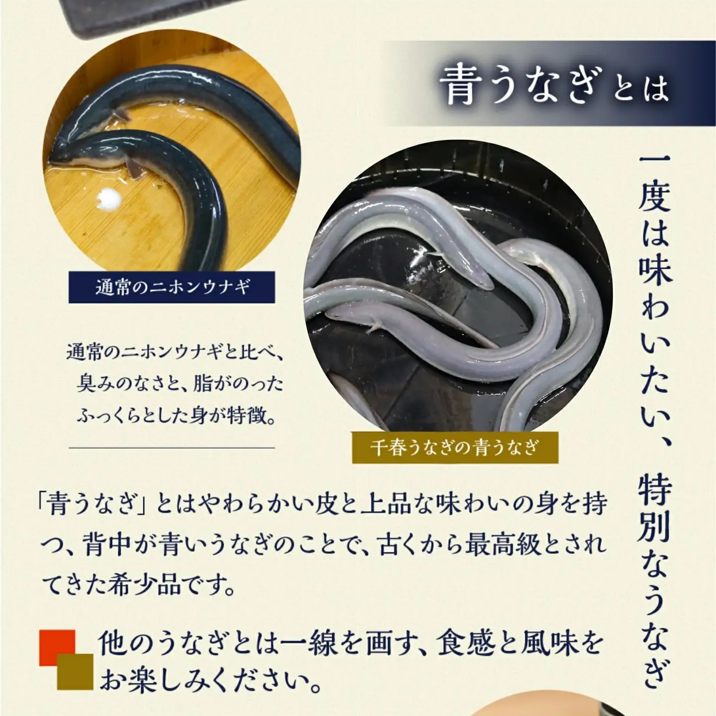 最高級 特上 幻の青うなぎ 6尾 うなぎ 白焼 