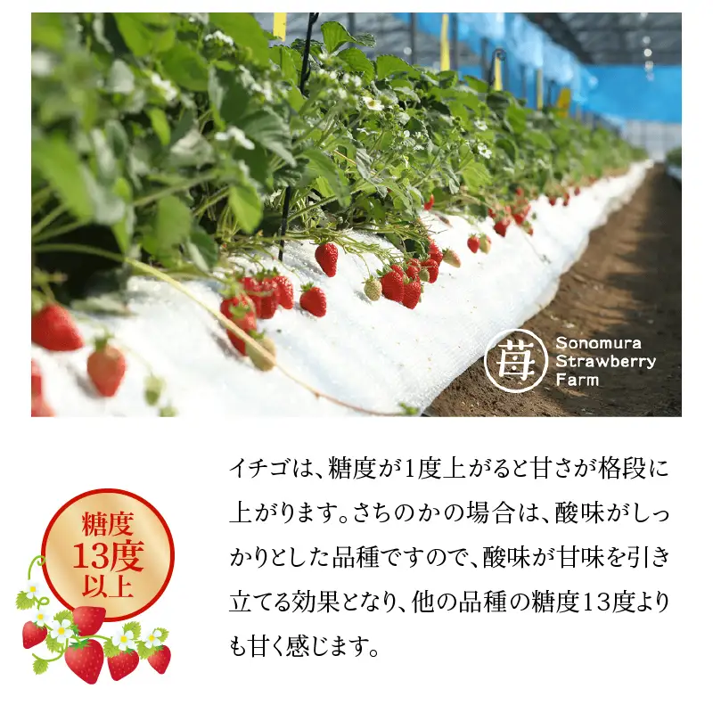 【先行受付】1月発送 園村苺園 ★糖度13度以上保証★ブランド苺「極幸乃香（きわみさちのか）」500ｇ_U74-0049_01