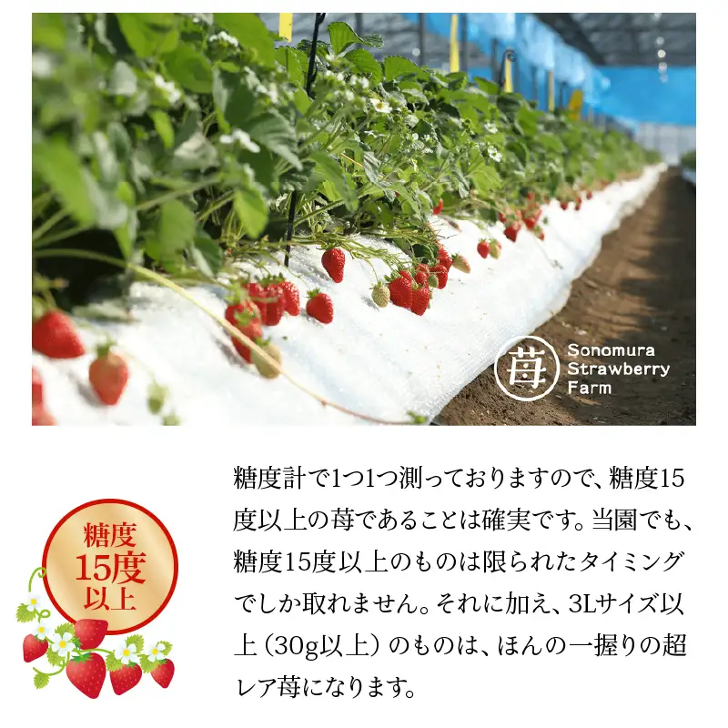 【先行受付】【1月発送】園村苺園 ★最高級苺★糖度15度以上＋3Lサイズ以上★「宇土乃香」苺500ｇ_U74-0051_01