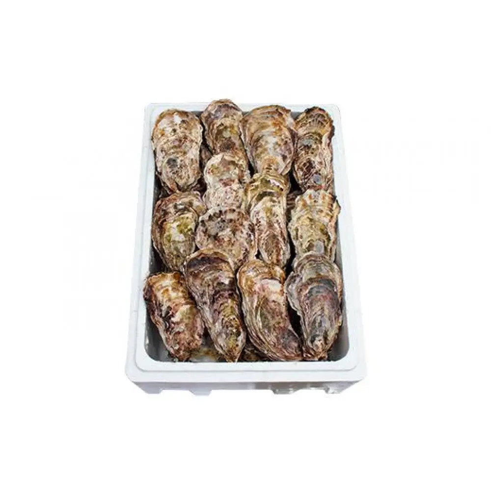 能登穴水の牡蠣（殻付き）　加熱用　5kg